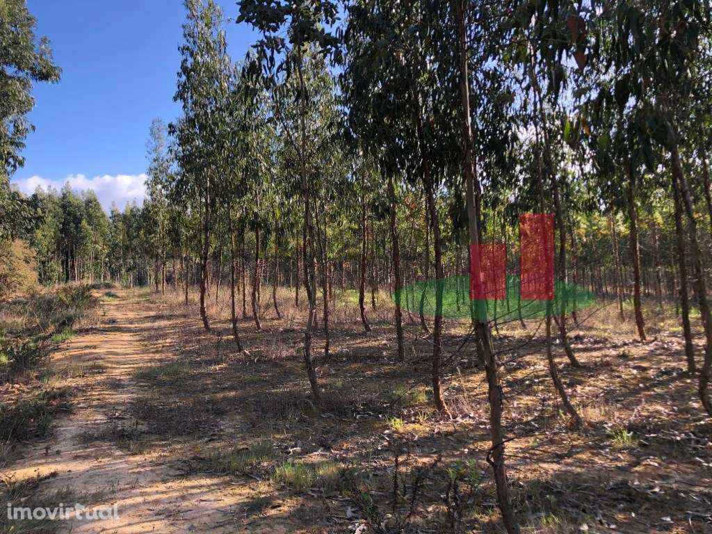 Terreno com Eucaliptal e Casa - Alcoentre***RIOMAGIC*** - Grande imagem: 5/11