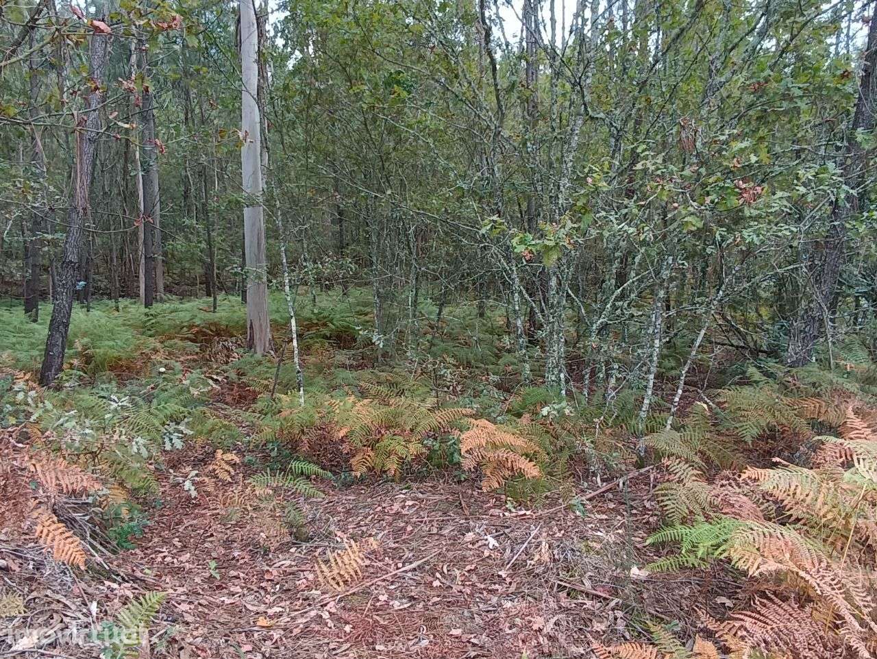 Pinhal – Oliveira de Frades - Grande imagem: 4/11