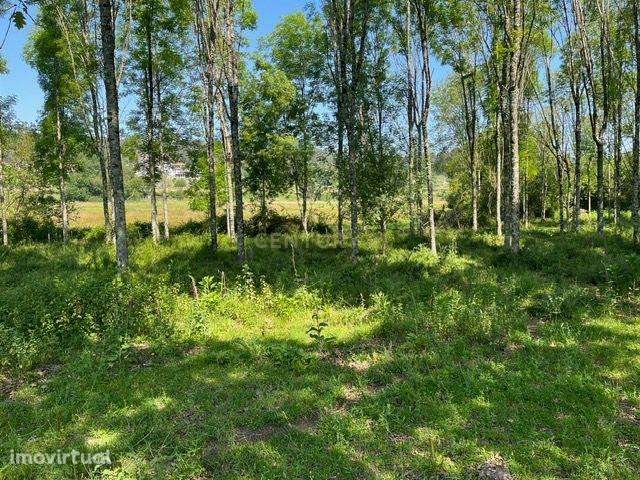 Terreno Rústico à Venda em Perozelo, Penafiel – Perfeito para Moradia - Grande imagem: 2/42