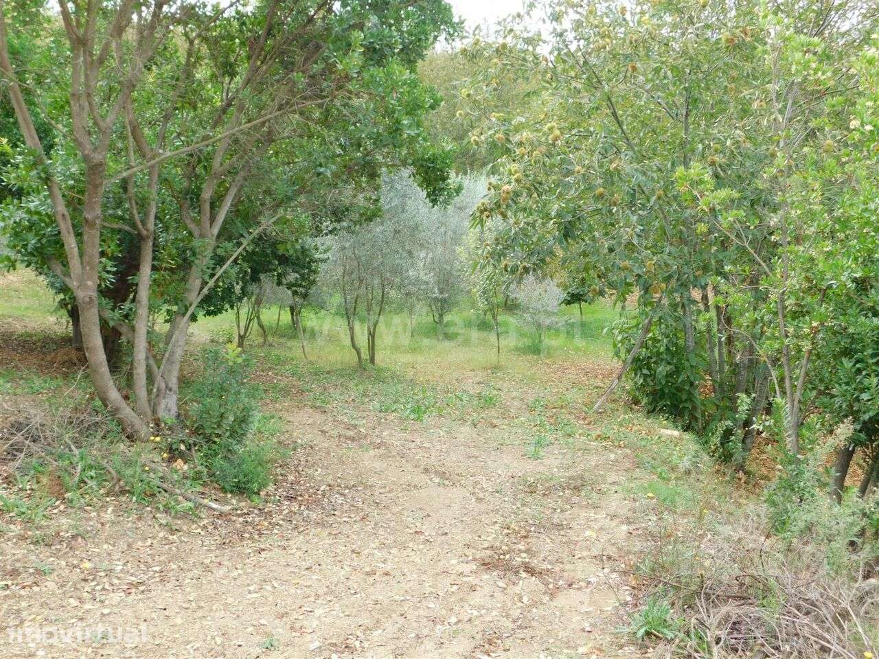 Terreno / Seia, Vila Cova à Coelheira - Grande imagem: 3/6