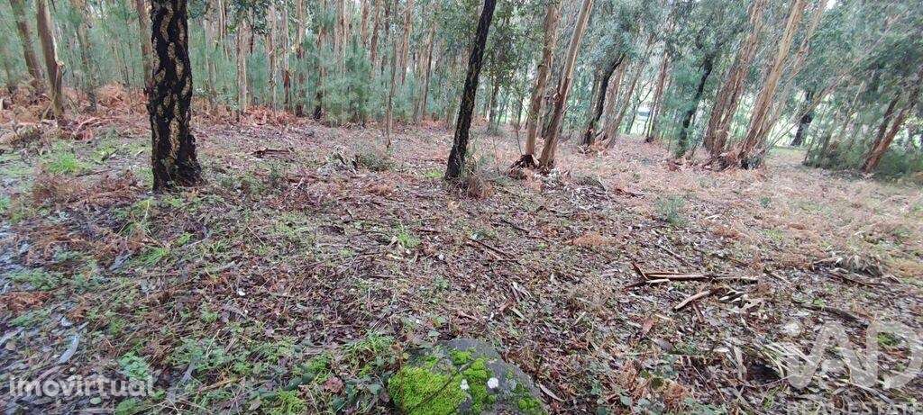 Terreno Agrícola em Bela - Grande imagem: 4/13