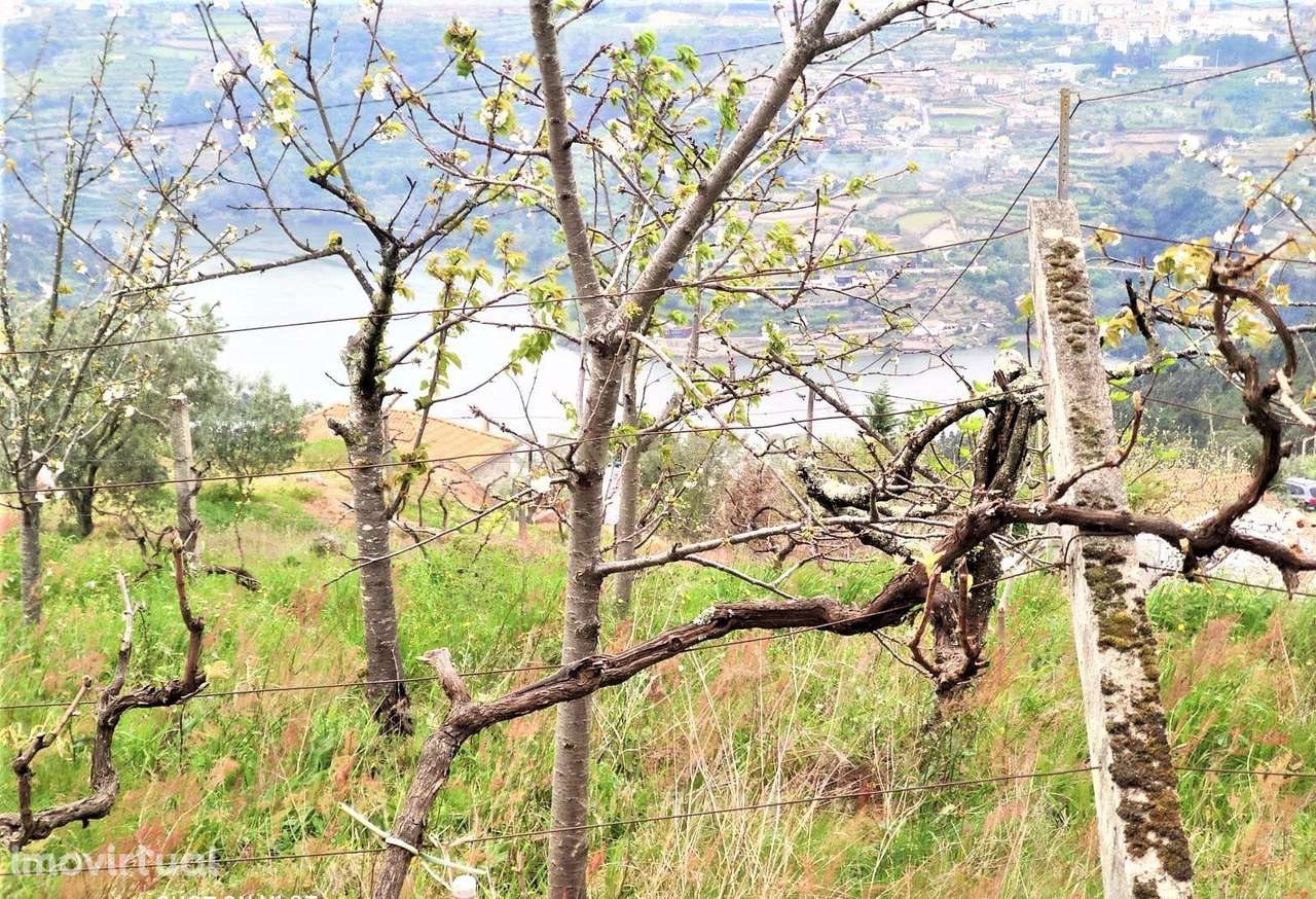 Terreno com casinha e vista para o rio Douro, em S. Tomé de Covelas, B - Grande imagem: 2/60