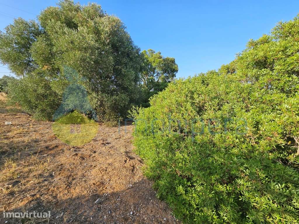 Terreno em zona rural, em Pêra / Armação de Pêra, para agricultura ... - Grande imagem: 2/11