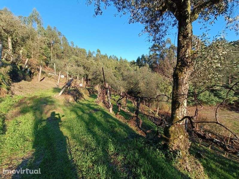 Vende-se Quinta de Oliveiras e Vindimas com 5369.16m2 - Grande imagem: 3/12