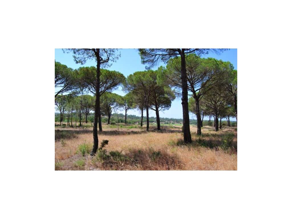 INVESTIMENTO: Terreno de 25ha para Hotel Rural no Carvalhal - Grande imagem: 4/8