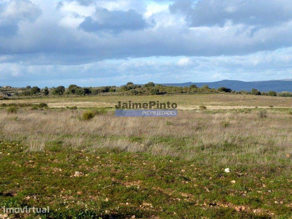 Terreno 210 000m2 p/ novas plantações, F. C. Rodrigo. Portugal, Gua... - Grande imagem: 4/8