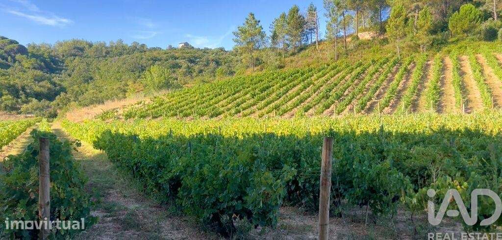 Quinta em Pernes de 106400 m2 - Grande imagem: 3/40