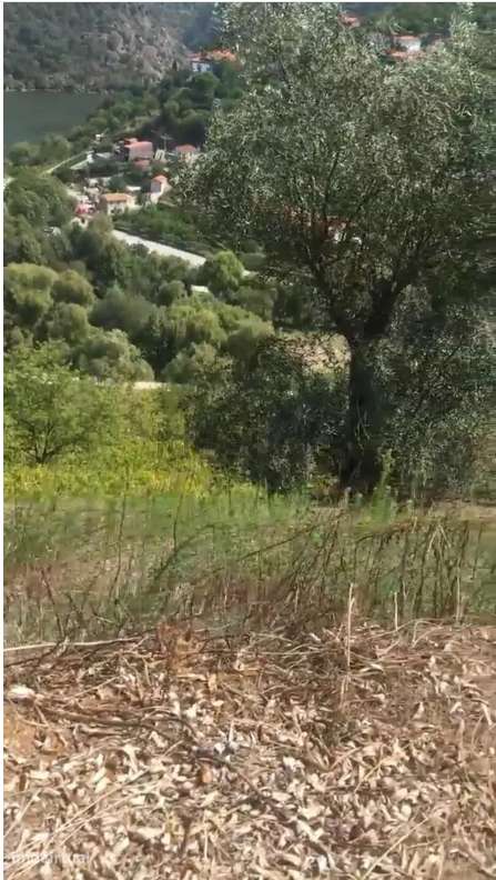Terreno único em S. João de Fontoura (Resende) - Grande imagem: 4/21