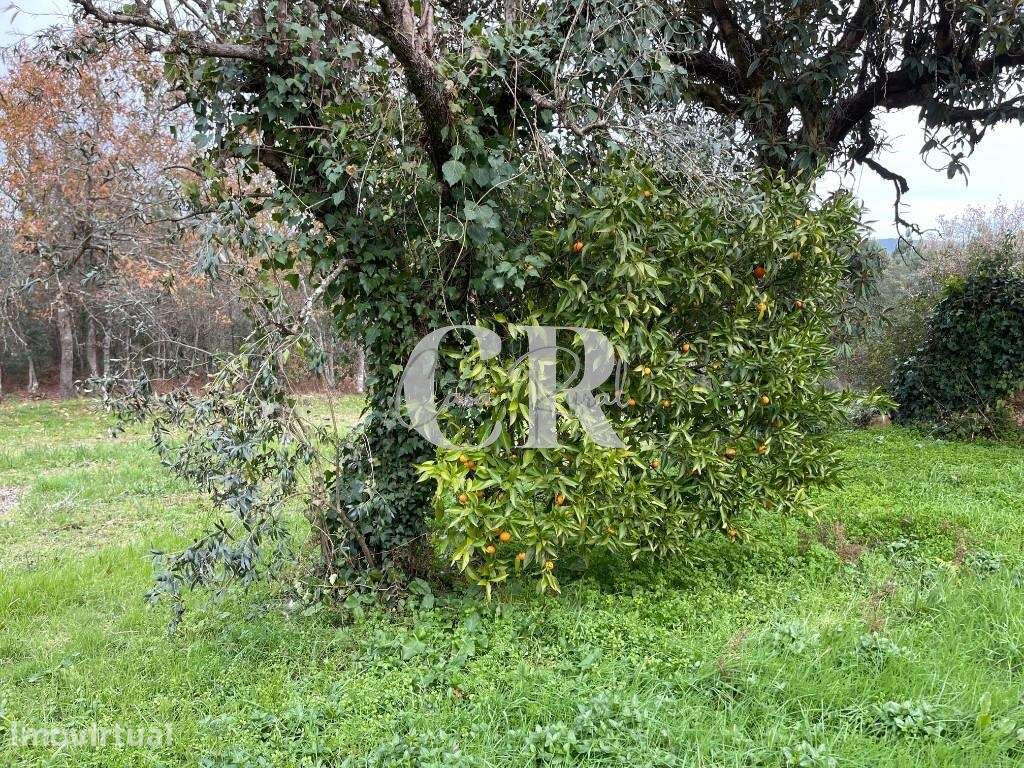 Terreno com ruínas - Grande imagem: 4/10