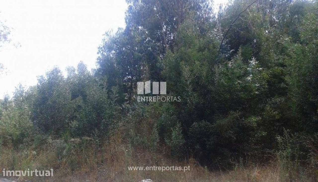 Venda Terreno, S. Miguel de Paredes, Penafiel - Grande imagem: 3/7