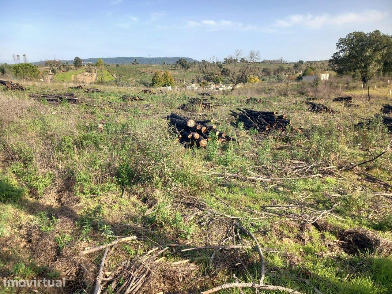Pinhal com 6680 m2 em Vale Chiqueiro-Santo André das Tojeiras - Grande imagem: 3/10