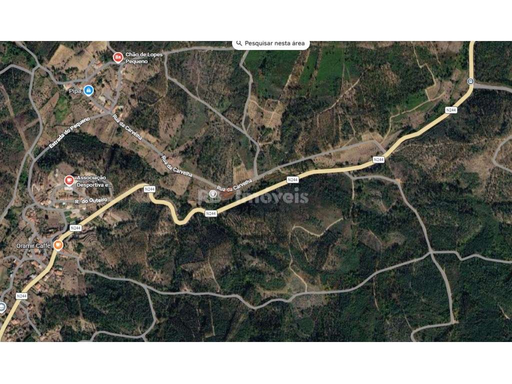 Terreno com Pinhal e Olival c/ poço - Pontão, Mação - Grande imagem: 3/3