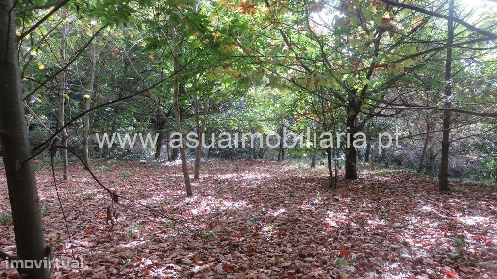 Terreno c/ Moinho p/ Restauro - Bouro Sta Maria - Grande imagem: 2/10