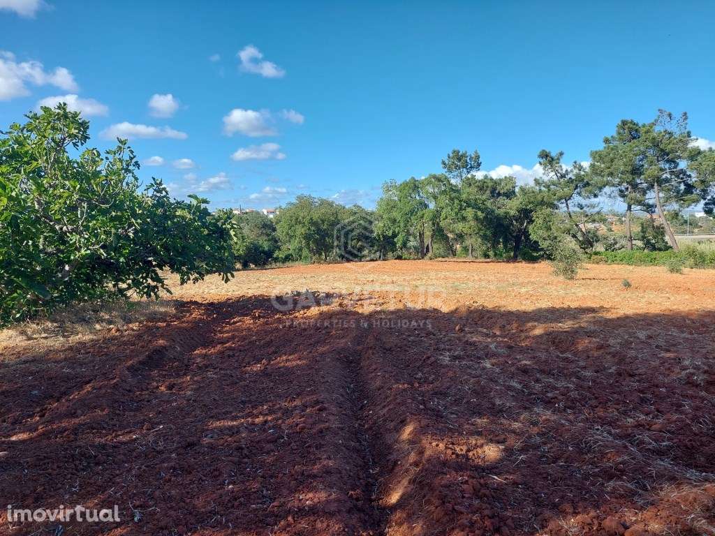 Quinta, Silves, Alcantarilha e Pêra, Algarve - Grande imagem: 5/48