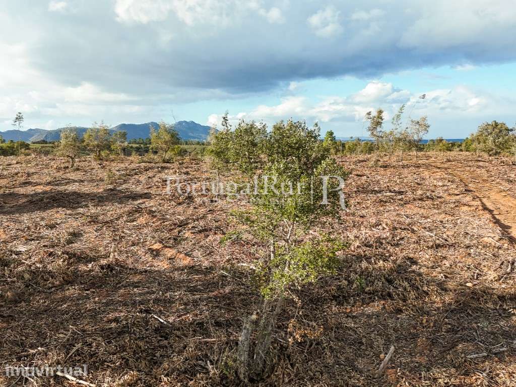 Herdade Florestal com 66ha confinante com o Rio Tejo - Grande imagem: 5/34