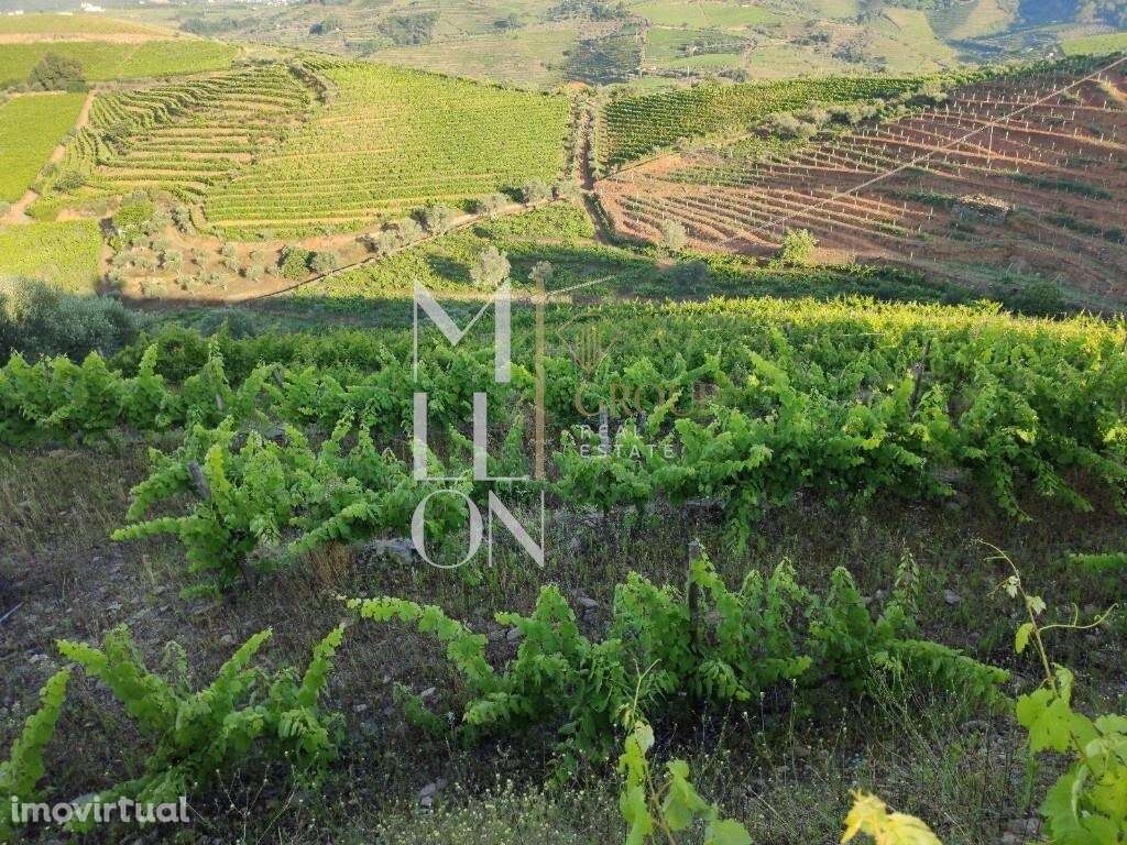 Encantadora Quinta com cerca de 3 Hectares de Tradição e Beleza Natura - Grande imagem: 2/18