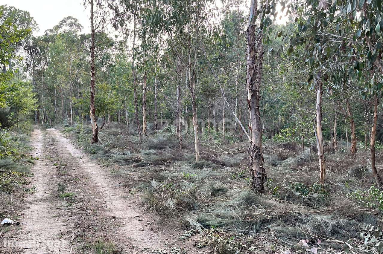 Terreno em Silgueiros para venda