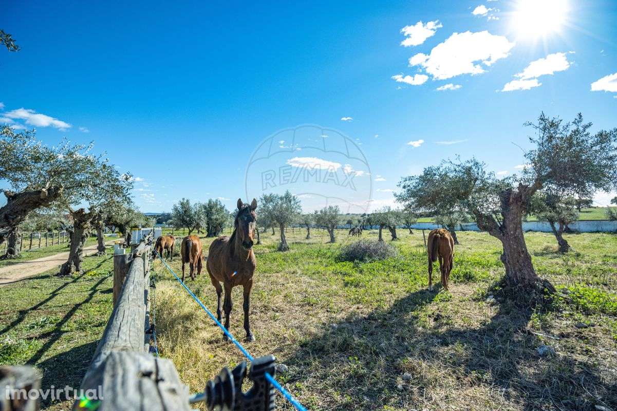 Quinta T7 para venda - Grande imagem: 3/37