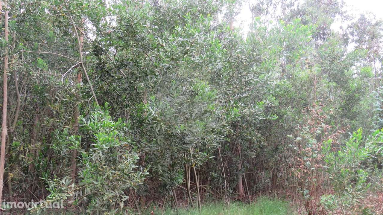 Terreno  para venda - Grande imagem: 3/6