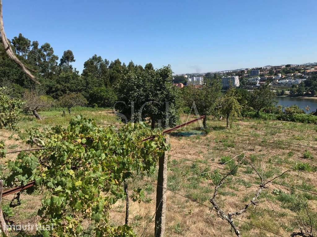 Terreno em Oliveira do Douro - Grande imagem: 3/5