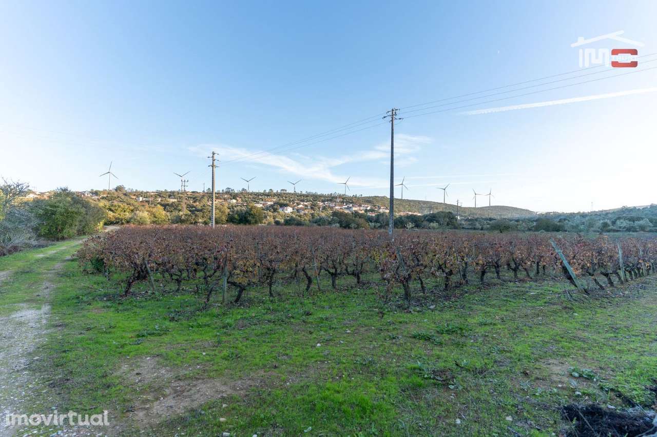 VINHA PARA ARRENDAR COM 1815 CEPAS VARIAS CASTAS EM SOBRAL/BAIRRO O... - Grande imagem: 3/14