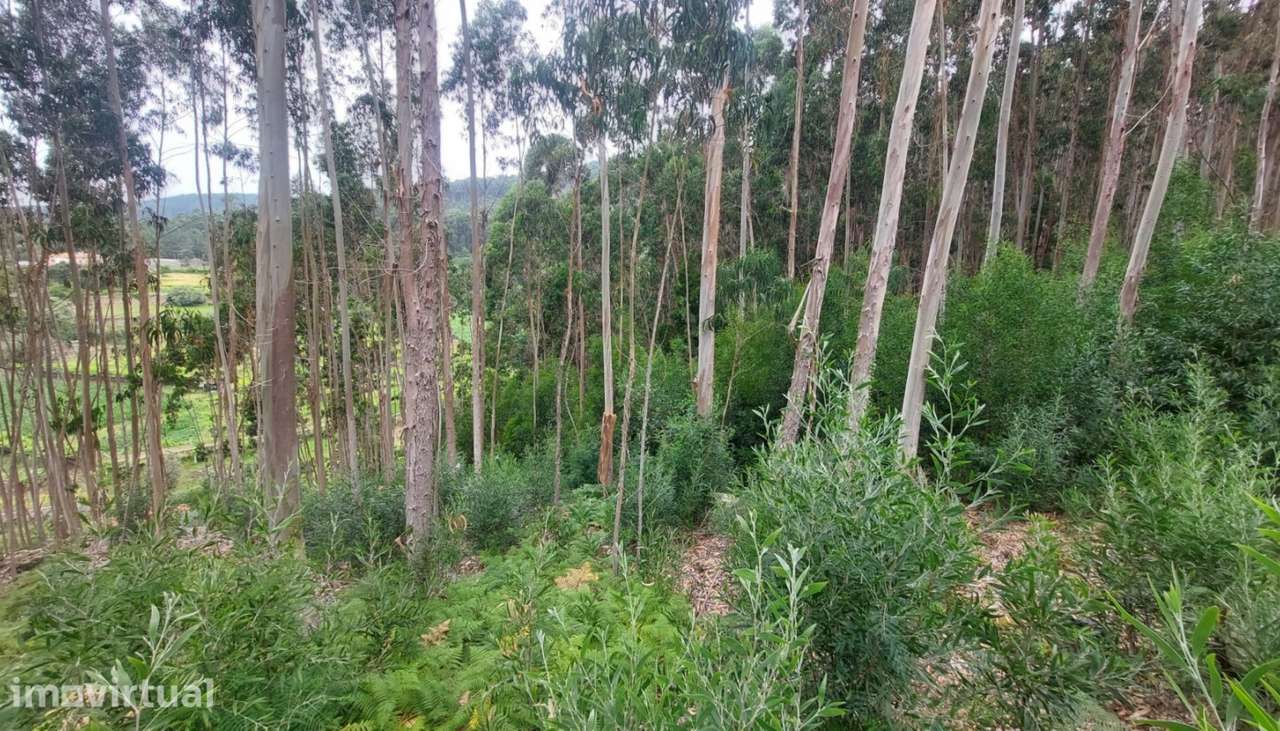 Venda de terreno florestal c/ 2200m², Afife, Viana do Castelo - Grande imagem: 2/21