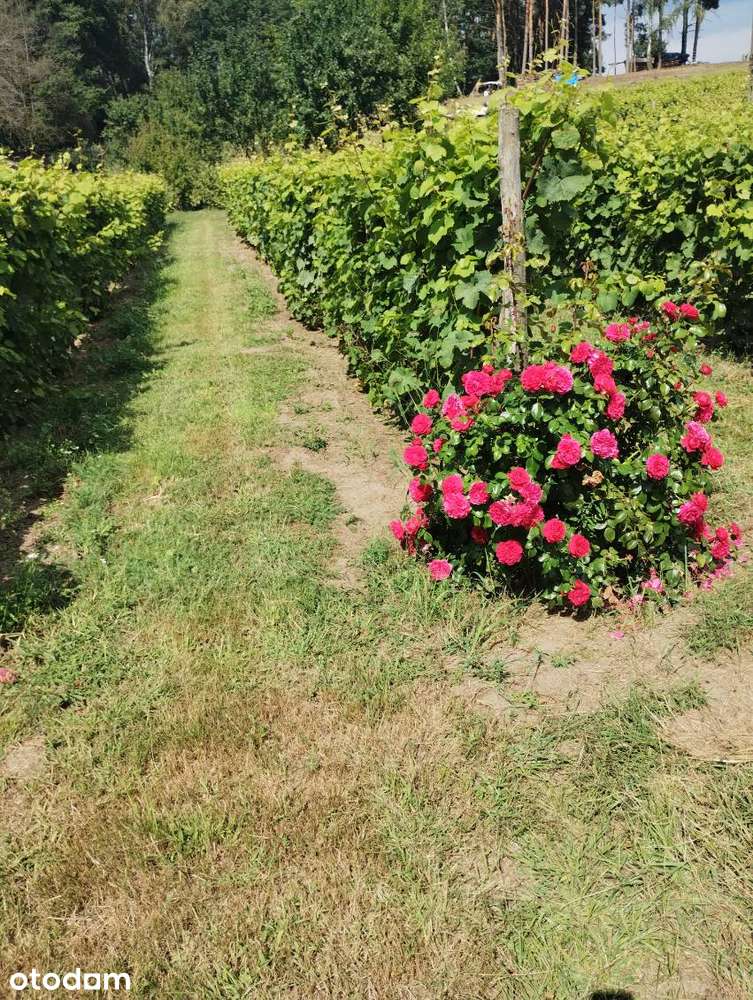 Działka rolno budowlana z Winnicą - Pełny obrazek: 3/5