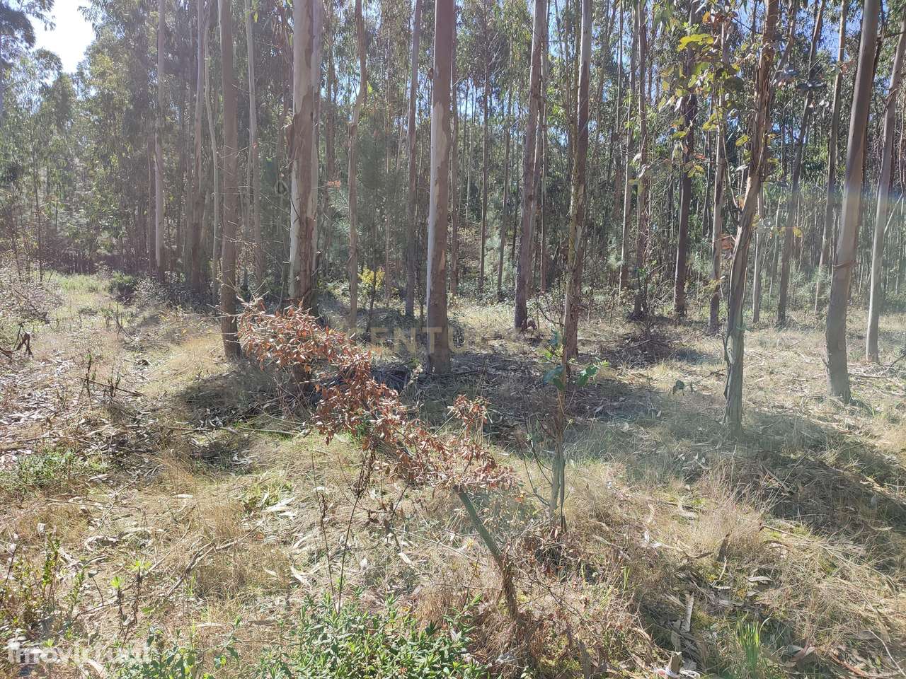 Terreno de eucaliptos Maceira, Leiria - Grande imagem: 5/5