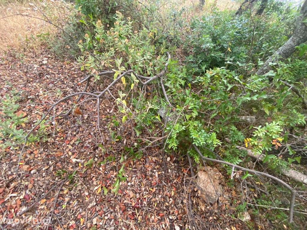 Lote de terreno rústico com a área total de 210m2, Salir, Algarve - Grande imagem: 5/14