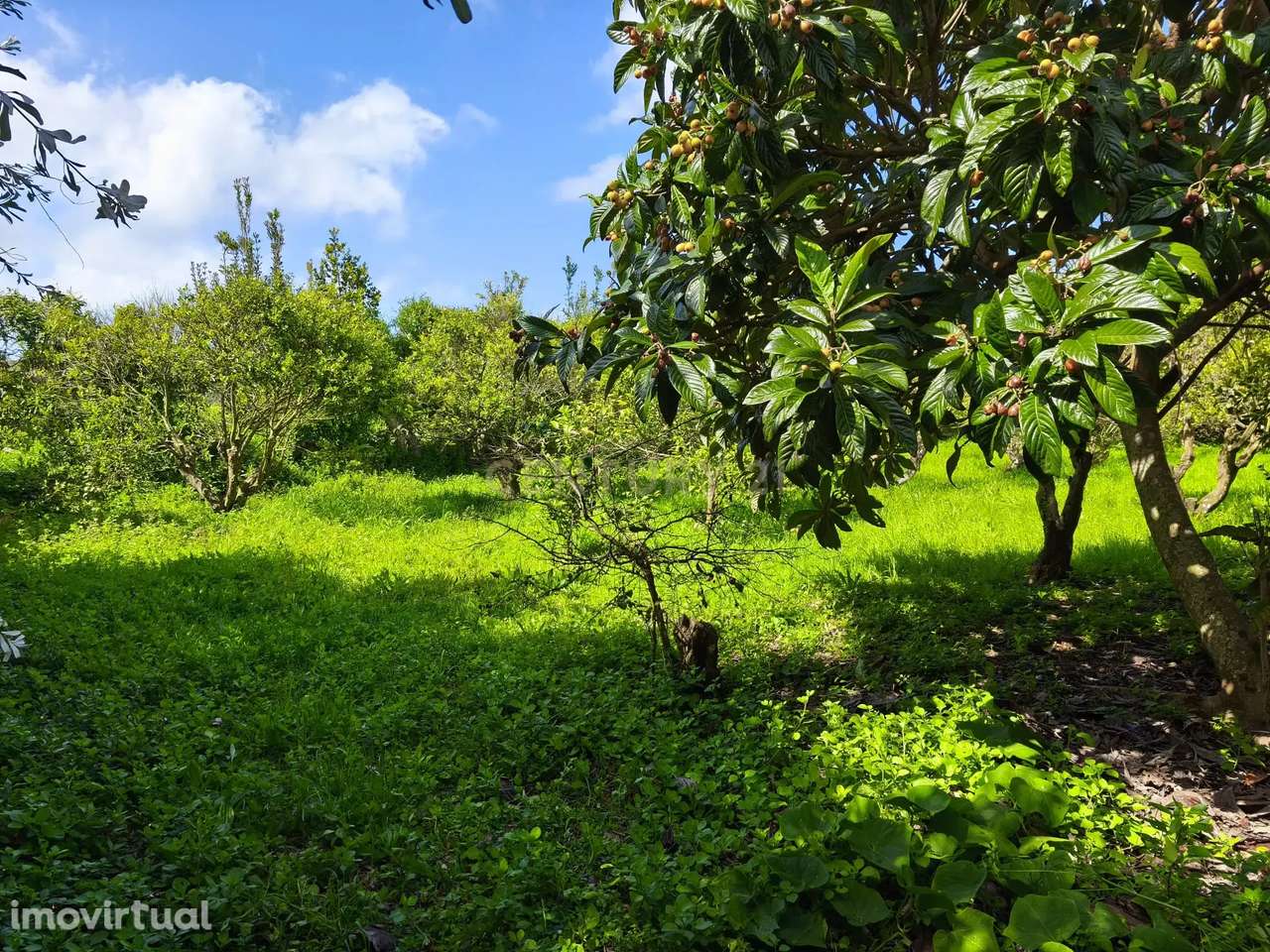 Solar Nobre do Século XVII com Potencial de Desenvolvimento – Livramen - Grande imagem: 5/60