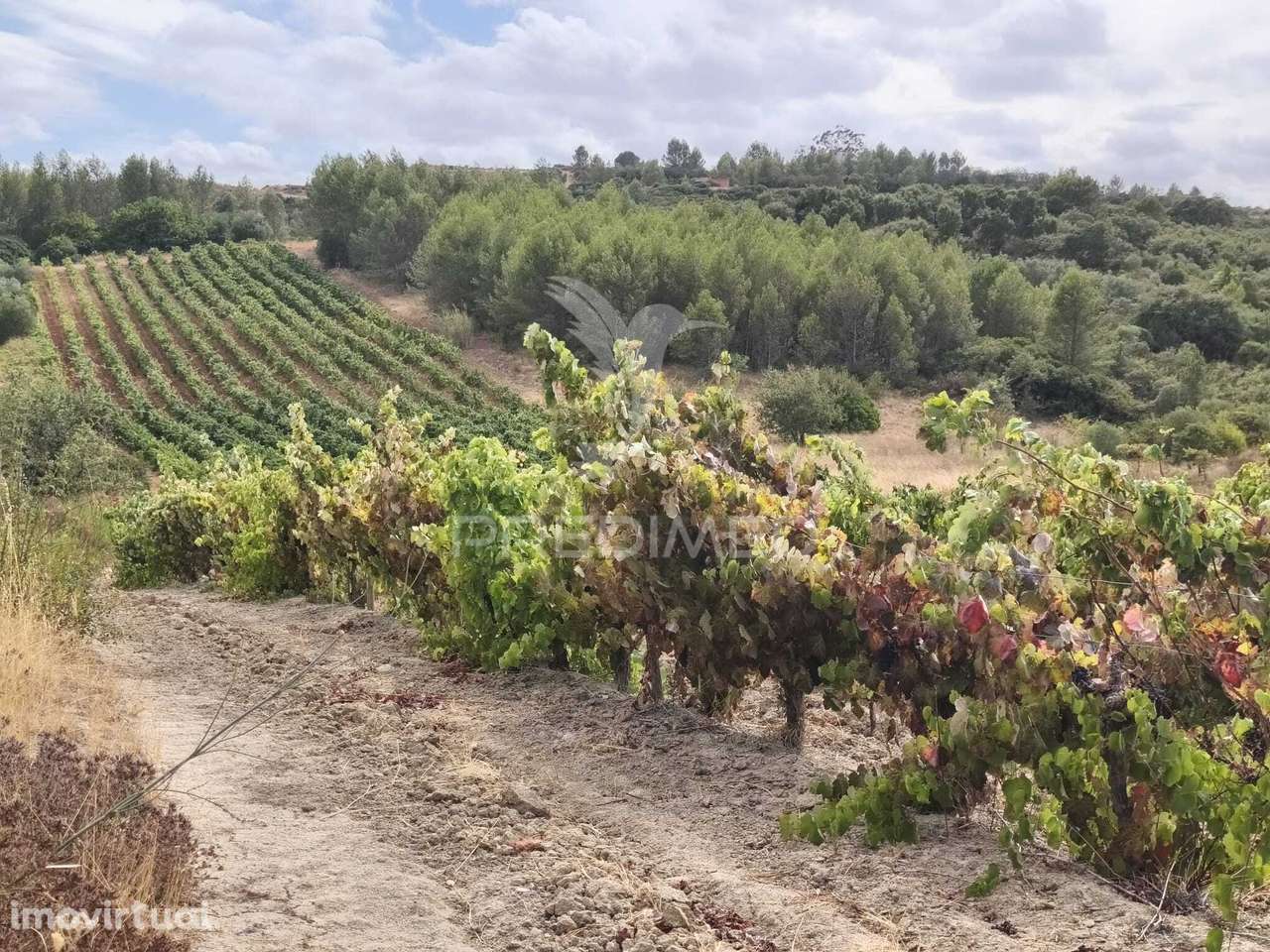 Terreno Rustico Vinha Produtiva - Grande imagem: 3/9