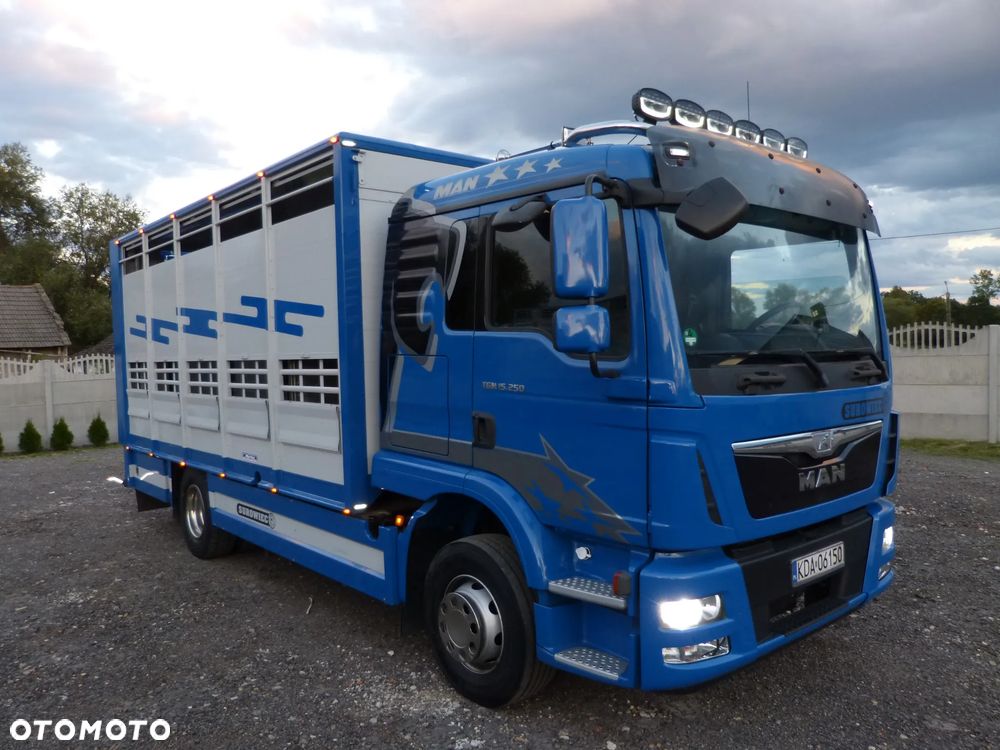 MAN TGM 15.250 DO ŻYWCA / ZWIERZĄT / BYDŁA / WAGA EL/. EURO 6 / DŁ. 5.20M /XENON - 11