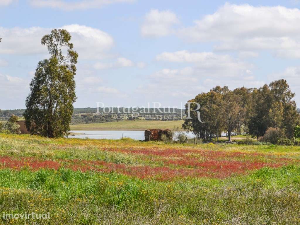 Terreno para construção de Exploração Agrícola - Grande imagem: 2/16