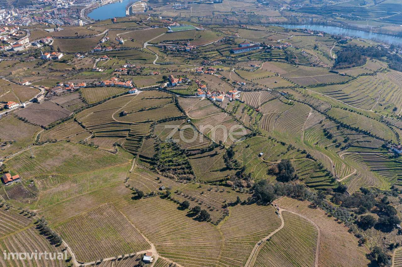Quinta na Régua para produção vinícola - Grande imagem: 5/20