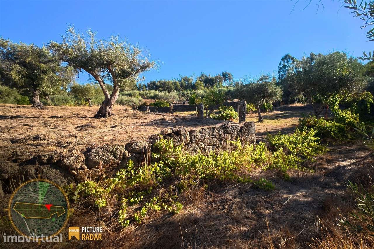 Terreno de 3.720m² com Poço e Olival | Castelo Branco - Grande imagem: 5/21