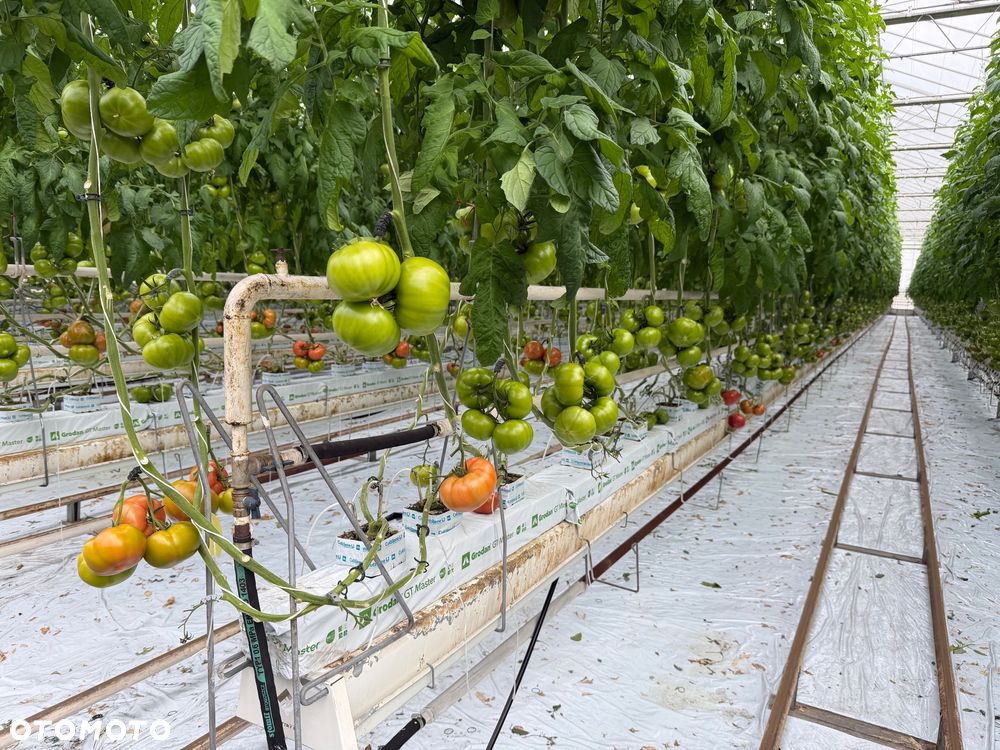 Renault Arkana E-TECH Full 145 Techno - 32