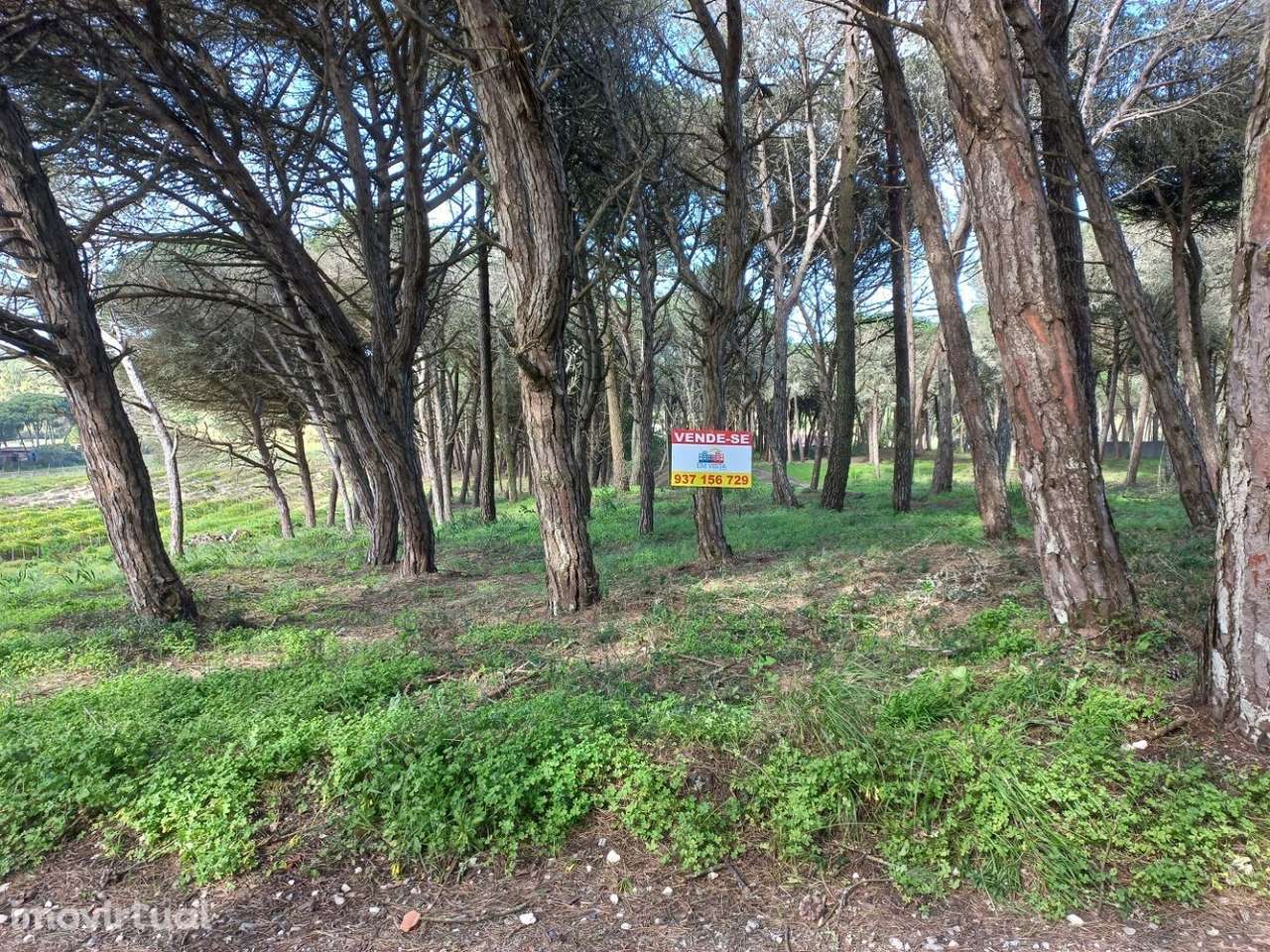 Terreno em Janas - Grande imagem: 2/17