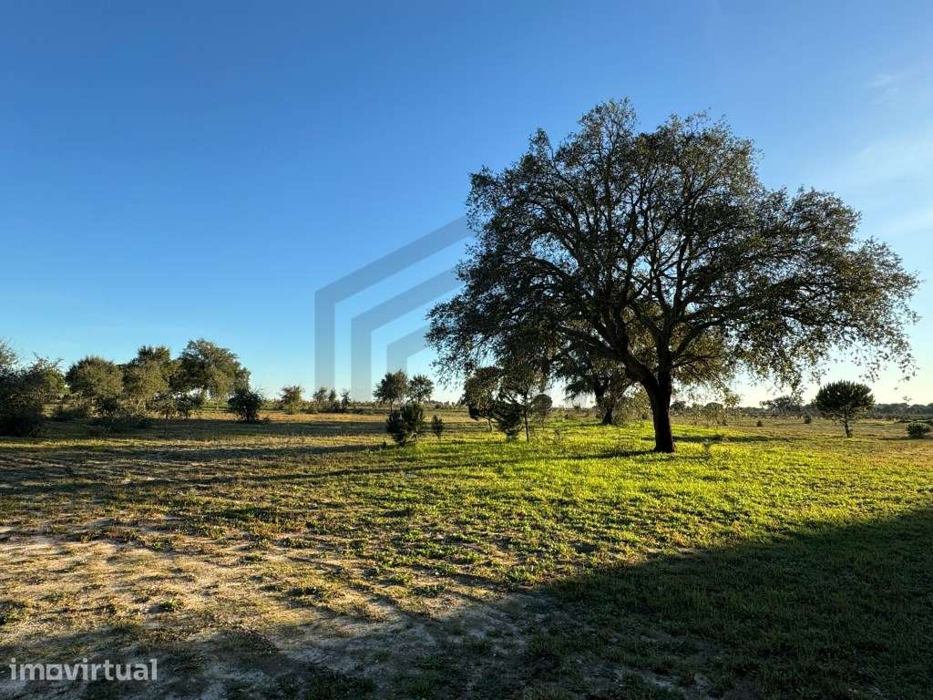 Terreno com 50.000m2 Rústico, possível construir moradia, em Pegões - Grande imagem: 4/17