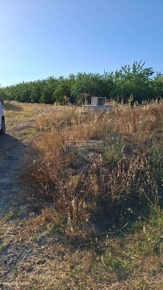 2 Terrenos rústicos com olival totalizando uma área com 17500 m2 situa - Grande imagem: 2/2