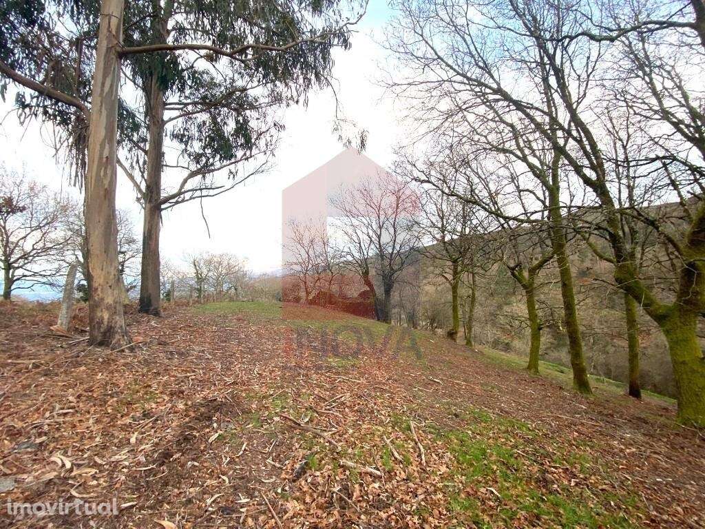 Terreno florestal, Azias - Grande imagem: 4/29