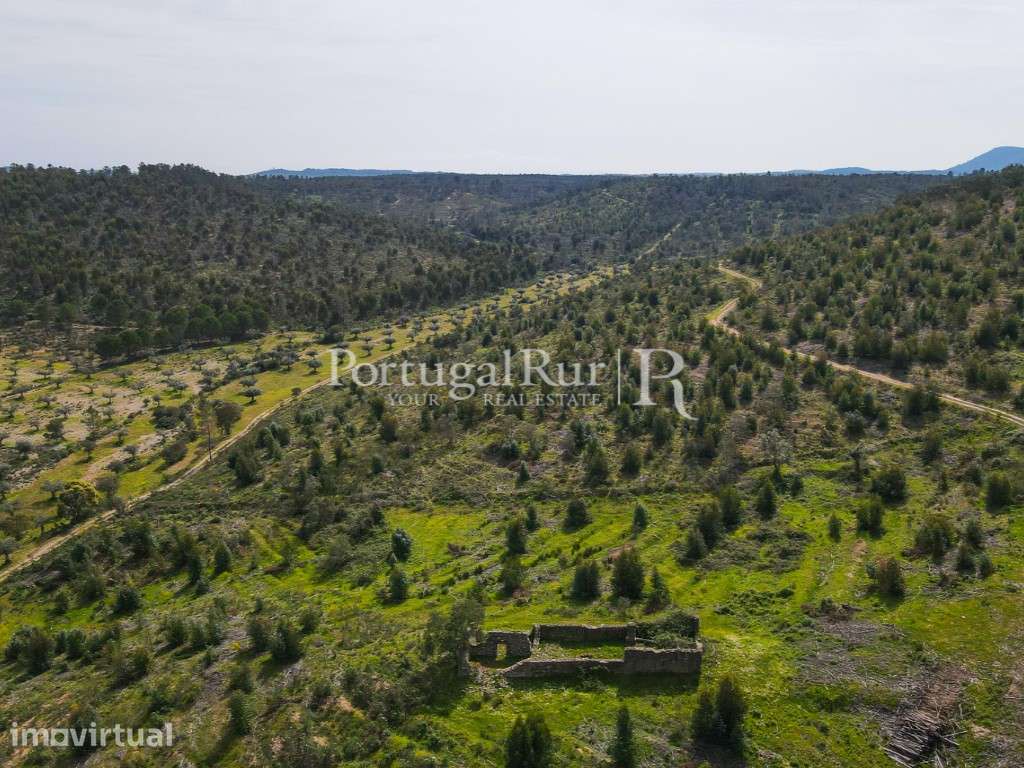 Herdade de 47,7ha com eucaliptal - Grande imagem: 3/32