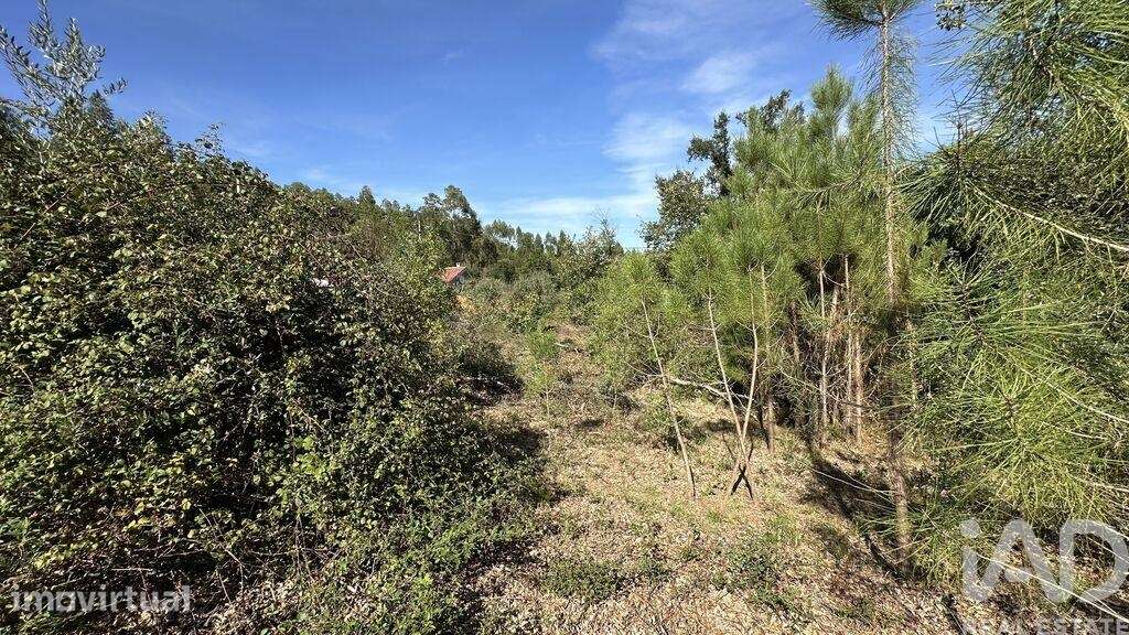Terreno Agrícola em Graça - Grande imagem: 2/20