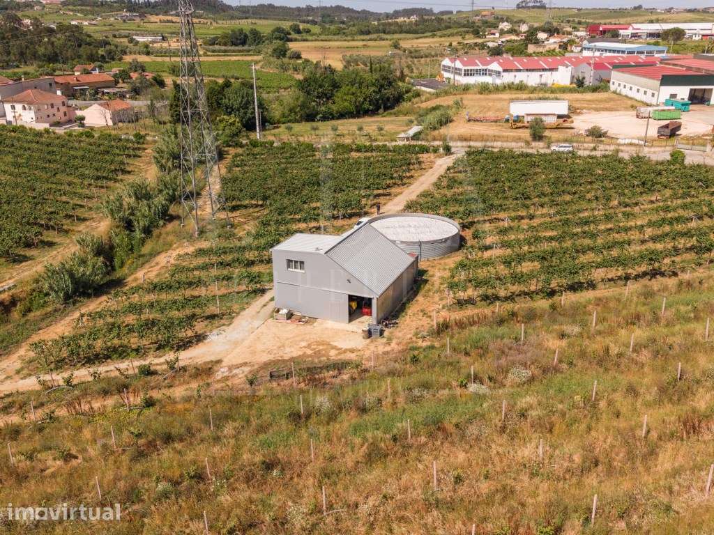 Quinta com Ruína | São Lourenço do Bairro, Anadia - Grande imagem: 5/22
