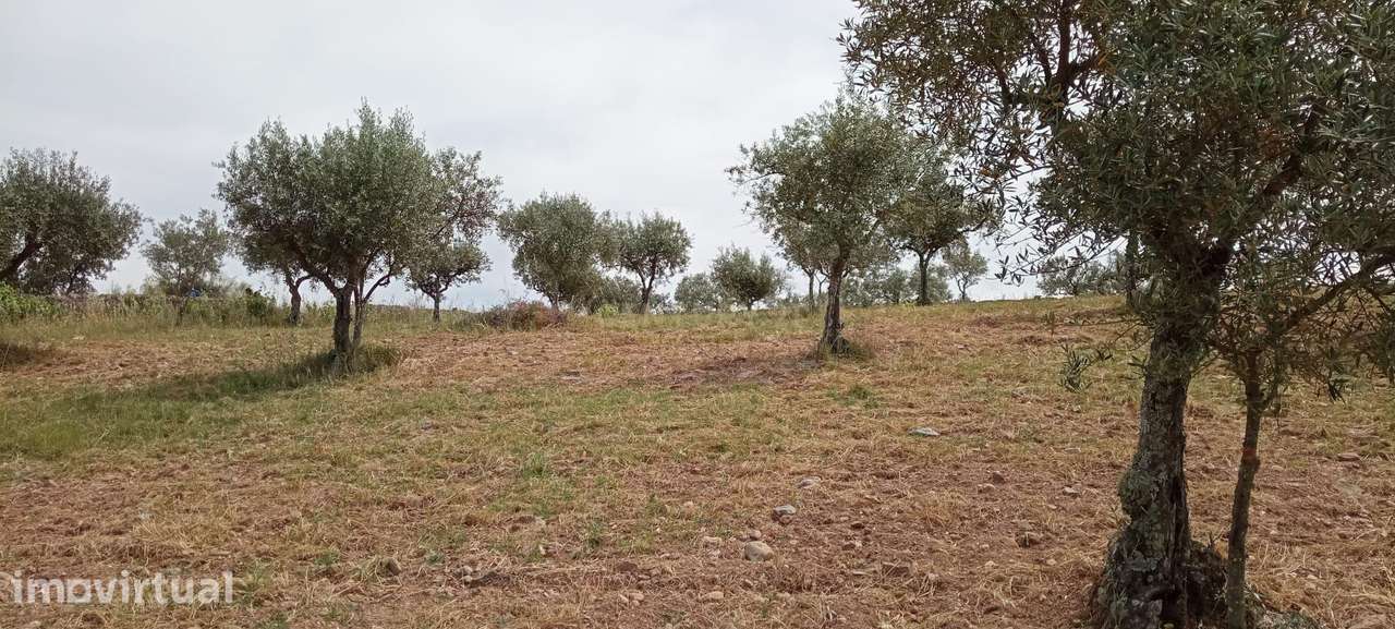 Terreno 8500m2, Lentiscais, Castelo Branco - Grande imagem: 4/21