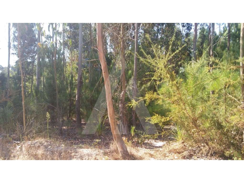 Eucaliptal Oiã - Grande imagem: 3/7