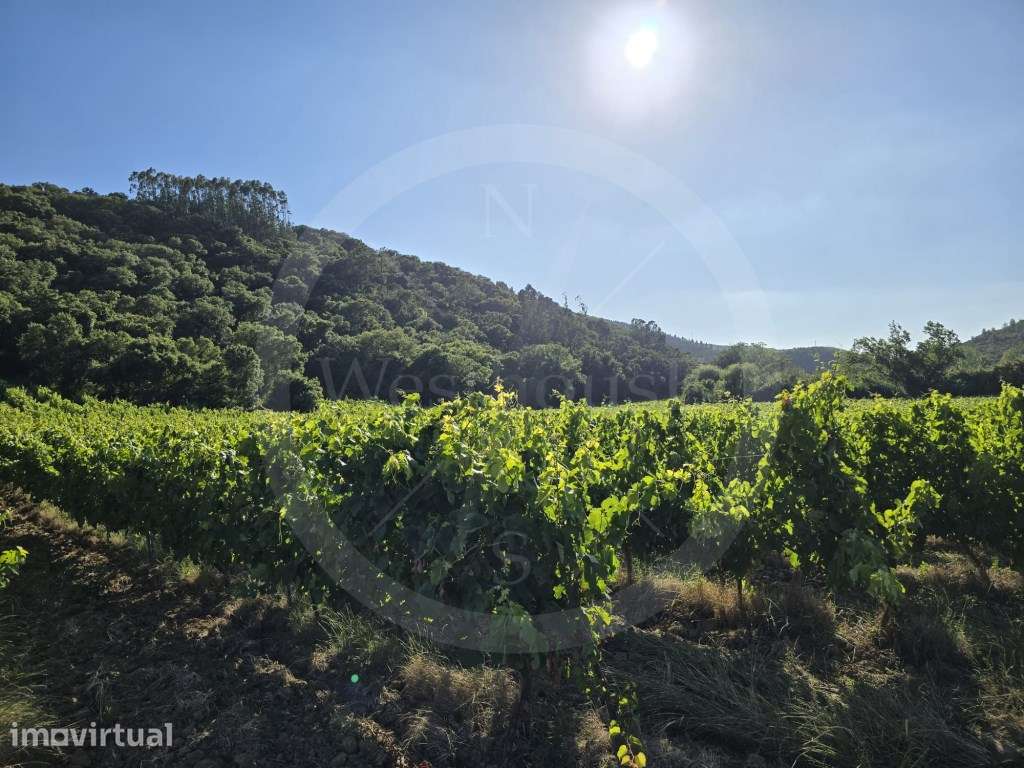 Terreno rústico com 3,1 hectares com vinha em exploração - Grande imagem: 5/15