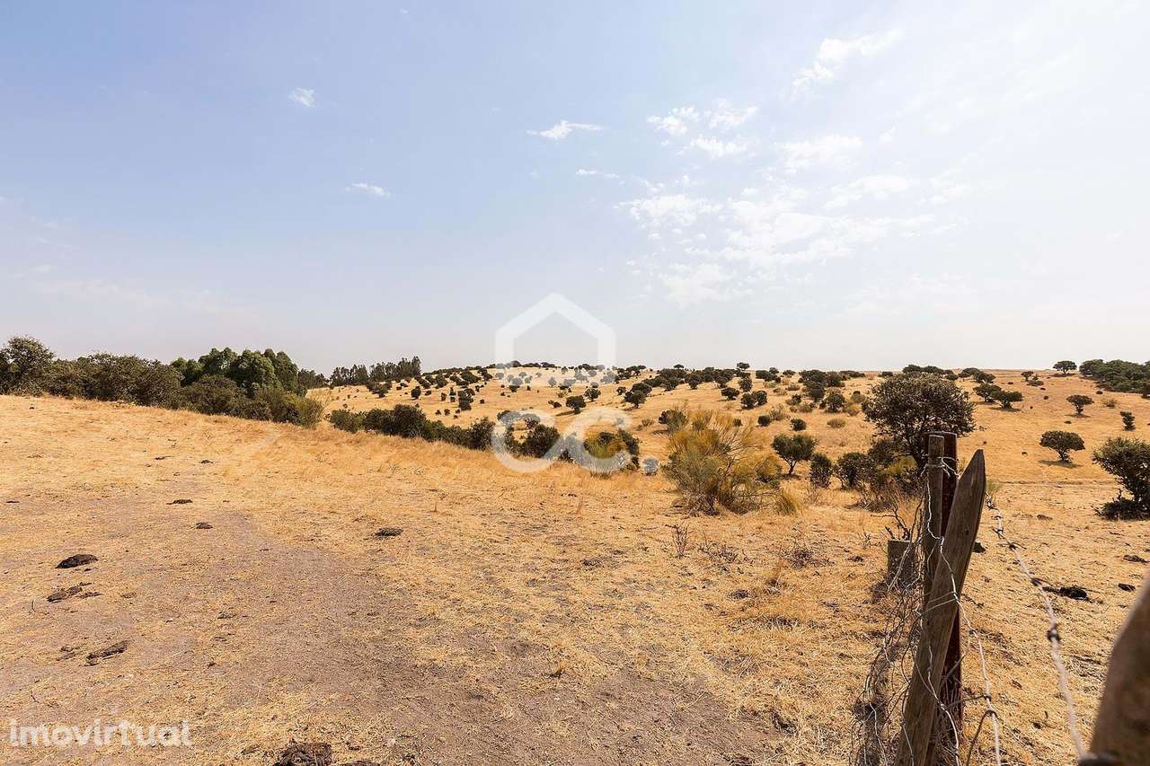 Terreno Rústico de 1,9 ha para Exploração Agrícola | Reguengos de Mons - Grande imagem: 5/13