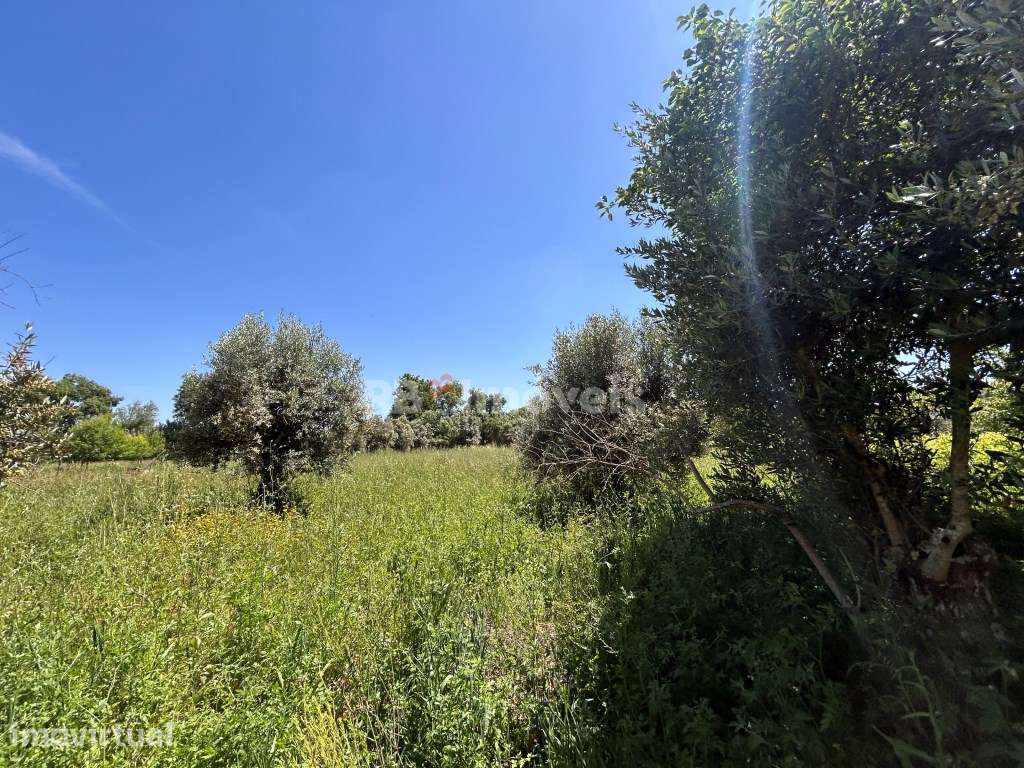 Terreno rústico - Bairrada, Tomar - Grande imagem: 5/5