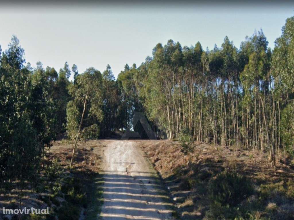 Terreno Rústico em Ramalhal a 10 minutos de Torres Vedras - Grande imagem: 5/28