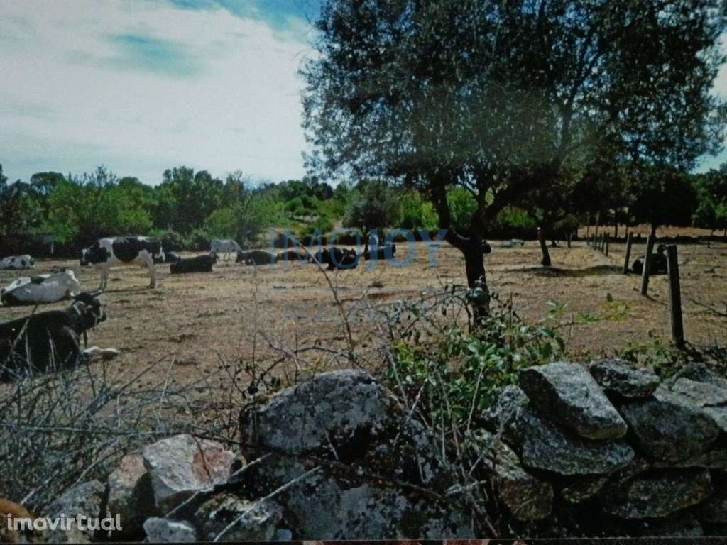 Terreno Rústico para Venda Ade, Guarda - Grande imagem: 5/12